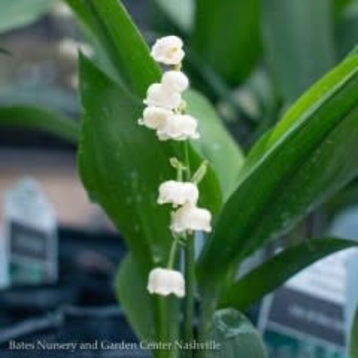 Bulb Lily Of Valley / Convallaria  10/Pips