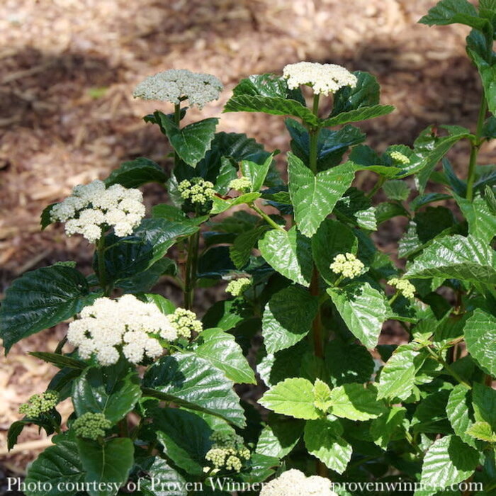 #7 Viburnum dent var deamii PW Glitters and Glows/ Arrowwood Native (TN)