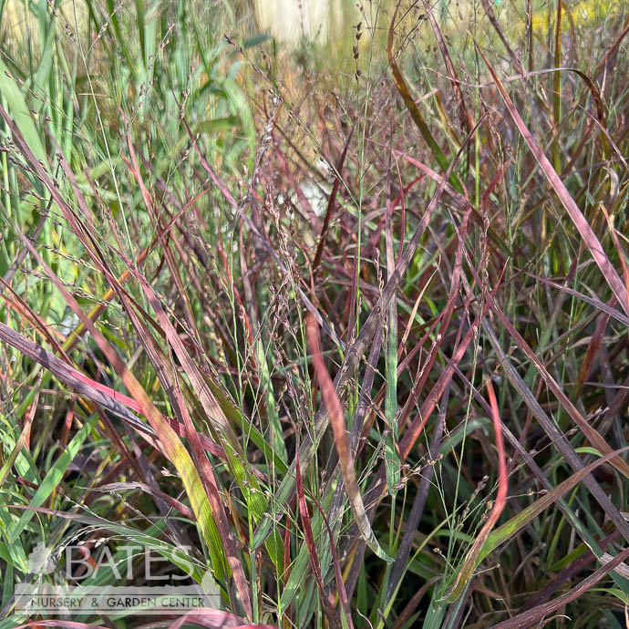#3 Grass Panicum virg Hot Rod/ Switch Native (TN)