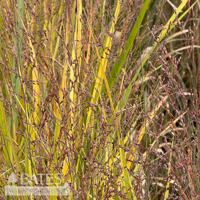 #5 Grass Panicum virg Northwind/ Switch Native (TN)