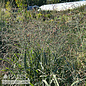 #2 Grass Panicum virg Prairie Dog/ Switch Native (TN)