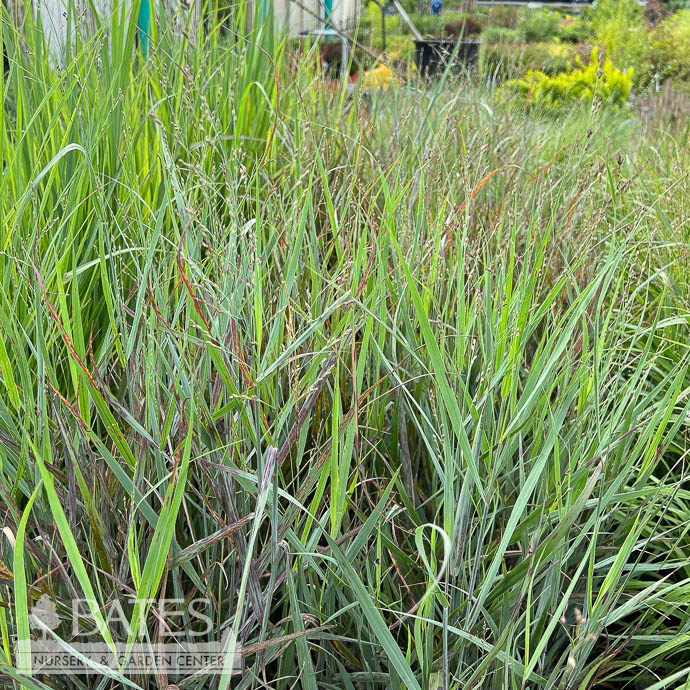 #2 Grass Panicum virg Prairie Dog/ Switch Native (TN)