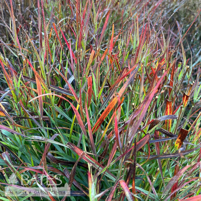 #1 Grass Panicum virg PW Cheyenne Sky/ Switch Native (TN)