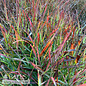 #3 Grass Panicum virg PW Cheyenne Sky/ Switch Native (TN)