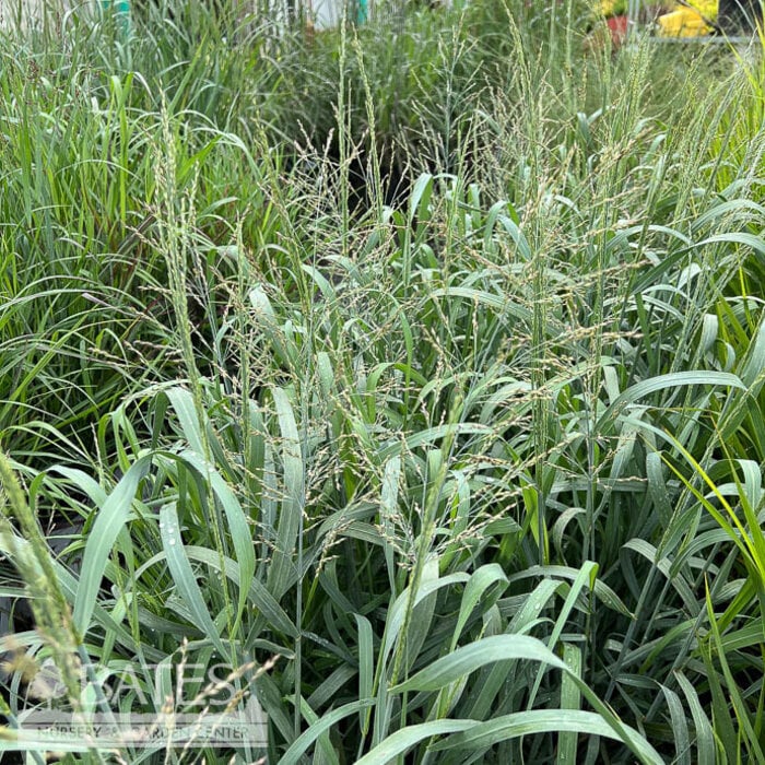 #3 Grass Panicum virg PW Niagara Falls/ Switch Native (TN)