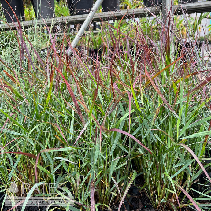 G10Grasses Ornamental 1 Grass Panicum virg Red Flame/ Switch Native
