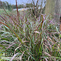 #2 Grass Panicum virg Shenandoah/ Switch Native (TN)