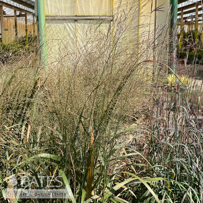 #3 Grass Panicum virg Thundercloud/ Switch Native (TN)