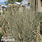 #2 Grass Panicum virg Totem Pole/ Switch Native (TN)