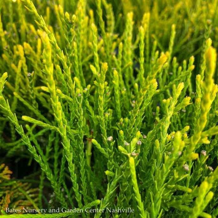 #1 Thuja orientalis Franky Boy/ Dwarf Chinese Arborvitae