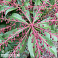 #2 Pieris japonica Katsura/ Pink