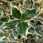 #5 Ilex aquifolium Argenteo Marginata/ Variegated English Holly (female)