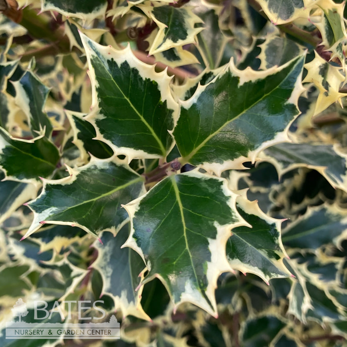 #15 Ilex aquifolium Argenteo Marginata/ Variegated English Holly (female)