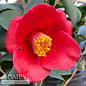 #3 Camellia Korean Fire/ Red - No Warranty