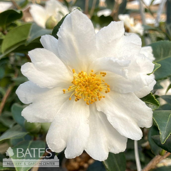 #3 Camellia x Winter's Cupid/ White - No Warranty