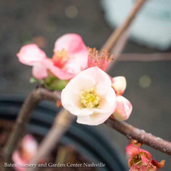 #3 Chaenomeles speciosa Toyo Nishiki/ Flowering Quince