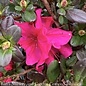 #3 Azalea x Hinodegiri (Kurume hybrid)/ Hot Pink-Fuchsia