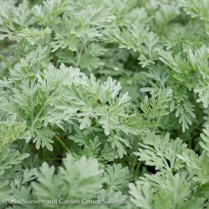 QP Artemisia Powis Castle/ Wormwood