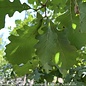 2" caliper Quercus macrocarpa/ Bur Oak Native (TN)