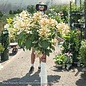 Topiary #7 PT Hydrangea pan PW Quick Fire/ Panicle White to Pink Patio Tree