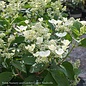 Topiary #7 PT Hydrangea pan PW Quick Fire/ Panicle White to Pink Patio Tree