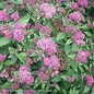 #3 Spiraea japonica Double Play 'Artisan'/ Pink Flowers