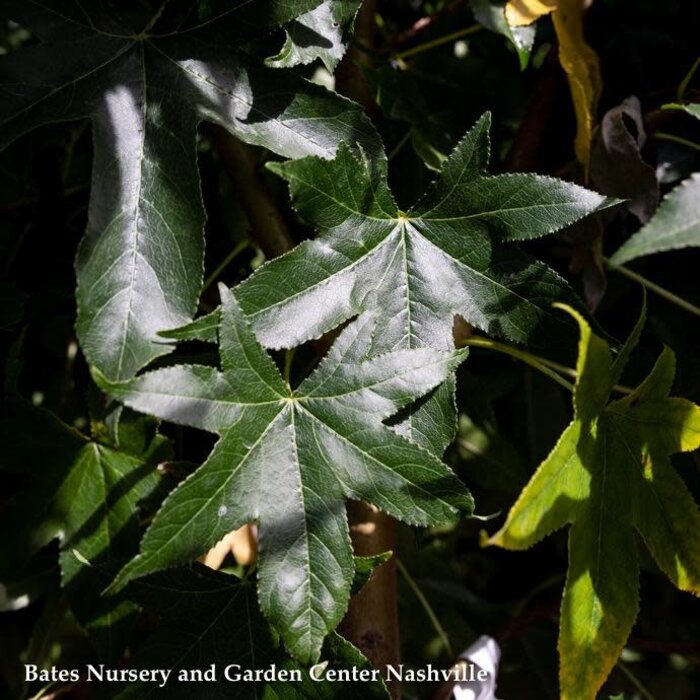 2" caliper Liquidambar styraciflua Happidaze/ Fruitless Sweetgum Native (TN)