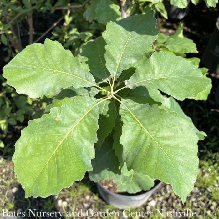 2" cal Quercus muehlenbergii/ Chinkapin (Chinquapin) Oak Native (TN)