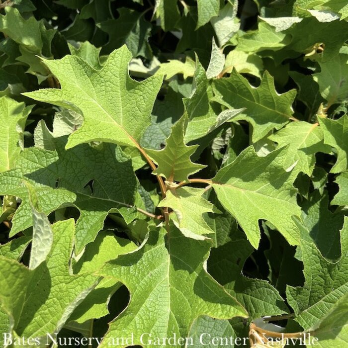 #2 Hydrangea quer Toy Soldier/ White Oakleaf Native (TN)