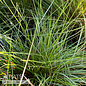 #3 Grass Sporobolus heterolepis/ Prairie Dropseed Native (TN)