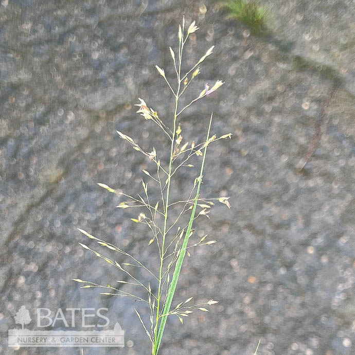 #3 Grass Sporobolus heterolepis/ Prairie Dropseed Native (TN)