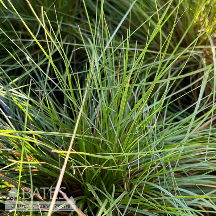 #1 Grass Sporobolus heterolepis/Prairie Dropseed Native (TN)