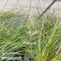 #1 Grass Sporobolus heterolepis/ Prairie Dropseed Native (TN)