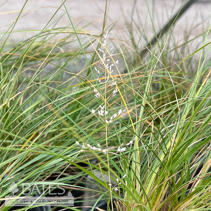 #1 Grass Sporobolus heterolepis AB/Prairie Dropseed Native (TN)