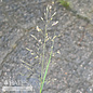 #1 Grass Sporobolus heterolepis AB/Prairie Dropseed Native (TN)