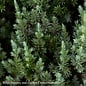 Topiary 8P SPIRAL Juniperus chin Blue Point/ Upright Chinese Juniper