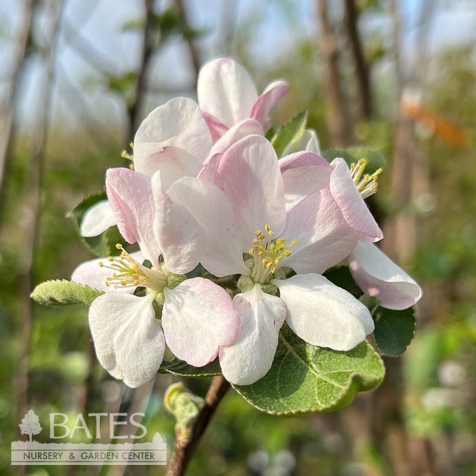 T95Fruit & Nut Trees Edible 5 Malus McIntosh/ SemiDwarf Apple
