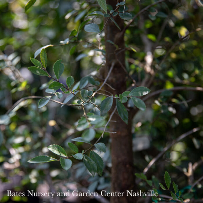 #15 Ulmus parviflora/ Chinese Elm Lacebark