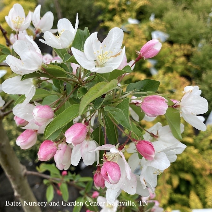 #5 Malus spp PW Sugar Tyme/ White Crabapple