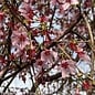 1.5" caliper  Prunus x Okame/ Pink Flowering Cherry