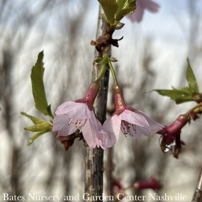 1.5" caliper  Prunus x Okame/ Pink Flowering Cherry