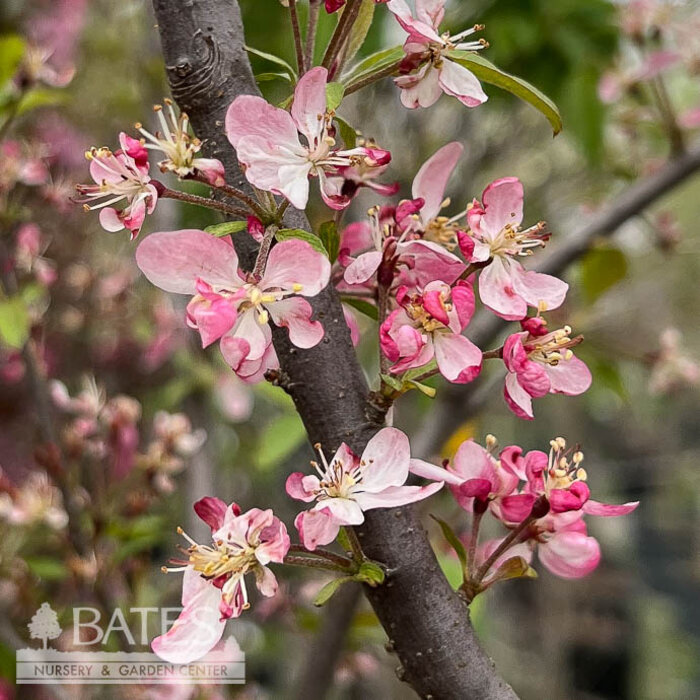 #7 Malus x Coralburst/ Pink Flowering Crabapple