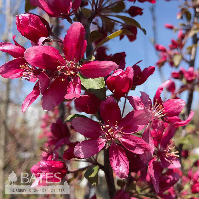 #7 Malus x moerlandsii Profusion/ Pink Crabapple