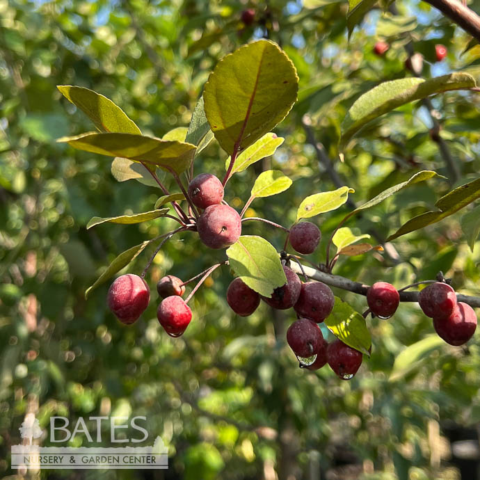 #7 Malus x moerlandsii Profusion/ Pink Crabapple