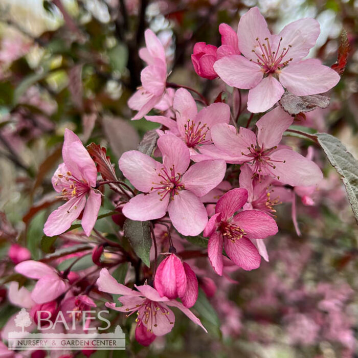 #7 Malus x Royal Raindrops/ Dark Pink blooms, Purple Foliage Crabapple