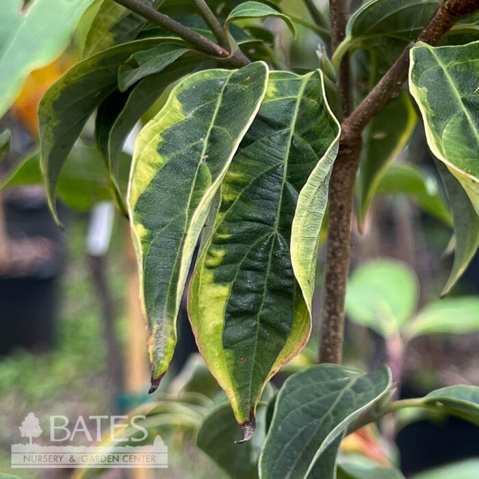 #5 Cornus kousa x florida Celestial Shadow/ Variegated Flowering White Dogwood