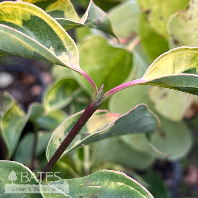 #5 Cornus kousa x florida Celestial Shadow/ Variegated Flowering White Dogwood