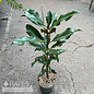 6p! Southern Magnolia Tree (grandiflora) /Tropical Native (TN)