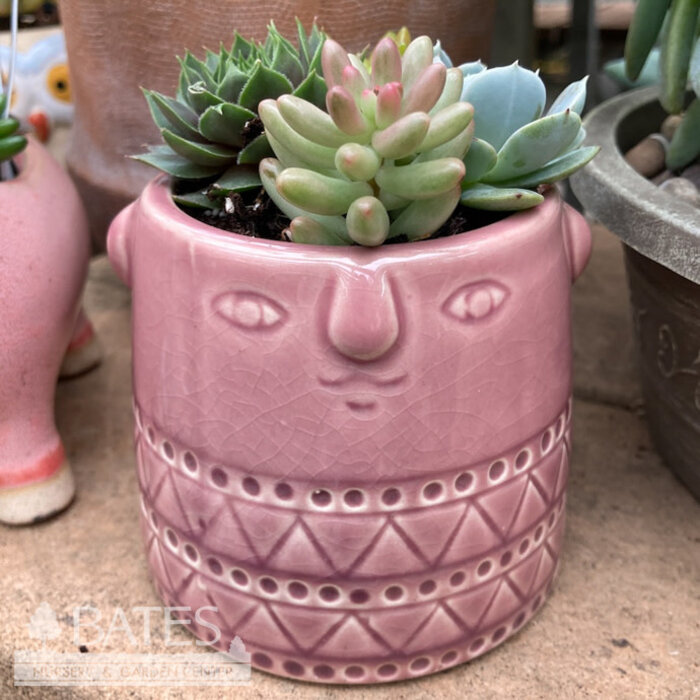 3.5P Eva Face Pot w/ succulents