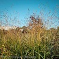 #3 Grass Panicum virg Shenandoah/ Switch Native (TN)